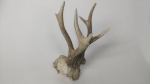 Horns