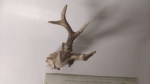 Horns