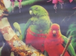 Picture Parrots 3D