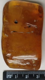 Medallion natural stone amber Kaliningrad