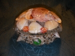 Shell box