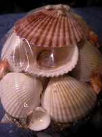 Shell box