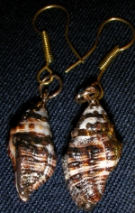 Ocean shell earrings