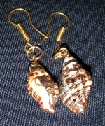 Ocean shell earrings