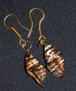 Ocean shell earrings