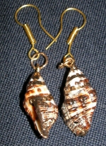 Ocean shell earrings