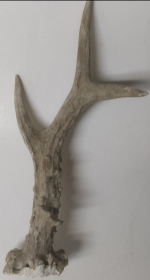 Horn