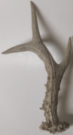 Horn
