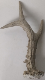 Horn